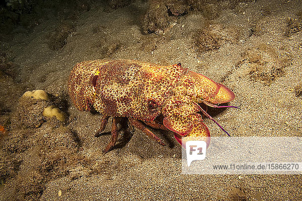 The Scaly slipper lobster (Scyllarides squammosus) can reach 16 inches in length; Hawaii United States of America