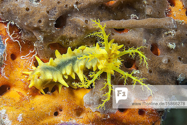 Yellow Sea Cucumber (Colochirus robustus) with feeding tentacles extended; Indonesia