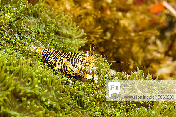 The Bumblebee shrimp (Gnathophyllum americanum) is similar in colouration to a brightly coloured bumblebee and can grow up to 1 inch in length; Philippines