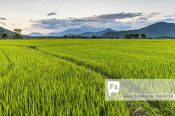 Sonnenuntergang über einem leuchtend grünen  üppigen Reisfeld; Ap Gio Ta  Ninh Thuan  Vietnam