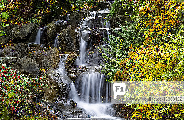 Water cascades over rocks and the foliage on trees in autumn colours VanDusen Gardens; Vancouver British Columbia Canada