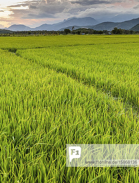 Sonnenuntergang über einem leuchtend grünen  üppigen Reisfeld; Ap Gio Ta  Ninh Thuan  Vietnam