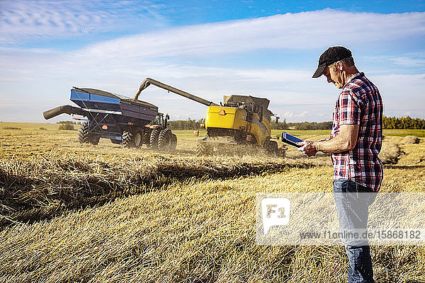 A farmer using his tablet to help manage the wheat harvest while a combine is offloading a full load of grain to a grain buggy: Alcomdale  Alberta  Canada