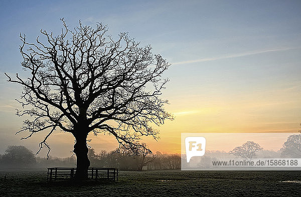 Silhouette eines großen blattlosen Baumes in einem nebligen Feld im Winter in der Morgendämmerung; Rathcormac  Grafschaft Cork  Irland