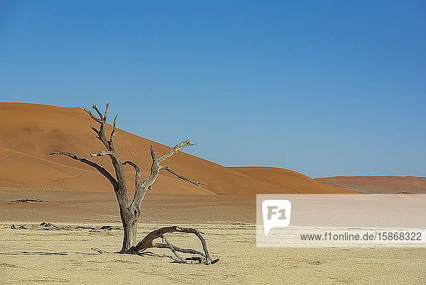 Kameldornbaum (Vachellia erioloba) im Deadvlei  einer weißen Lehmpfanne  umgeben von den höchsten Sanddünen der Welt  Namib-Wüste; Namibia
