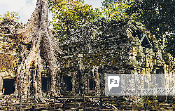 Ta Prohm-Tempel im Angkor Wat-Komplex; Siem Reap  Kambodscha