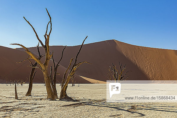Deadvlei  eine weiße Lehmpfanne  umgeben von den höchsten Sanddünen der Welt und Kameldornbäumen (Vachellia erioloba)  Namib-Wüste; Namibia