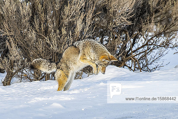 Coyote (Canis latrans) leaps in the air while hunting mice in Yellowstone National Park; Wyoming United States of America