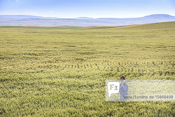 Farmer standing in a wheat field using a phone and inspecting the yield; Alberta  Canada