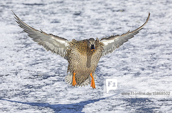 Female mallard (Anas platyrhynchos) landing on snow and ice; Denver Colorado United States of America