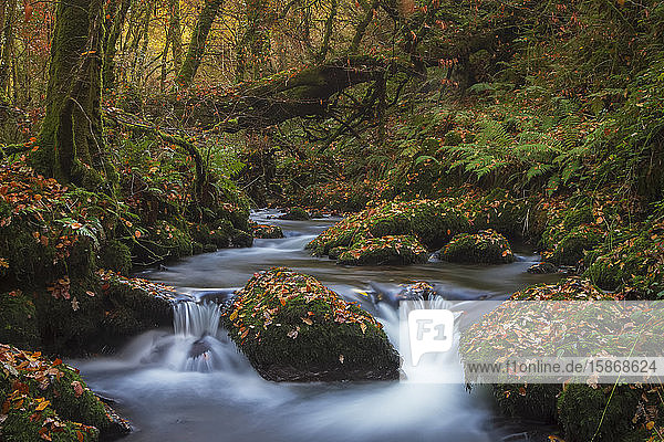 Kleiner Bach  der im Herbst durch einen grünen Wald fließt  mit Felsen  die mit Laub bedeckt sind; Rathcormac  Grafschaft Cork  Irland