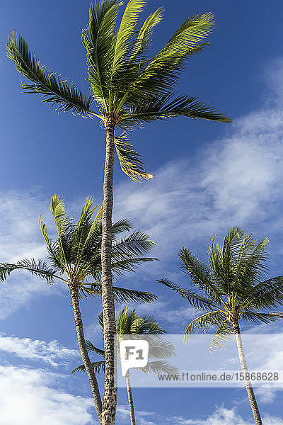 Palm trees with blue sky and cloud Kamaole Beach Park; Kihei Maui Hawaii United States of America