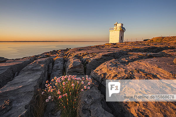 Blumen zwischen den Rissen des Burren-Kalksteins mit dem Black Head Lighthouse im Hintergrund und dem Atlantik bei Sonnenuntergang im Sommer; Grafschaft Clare  Irland