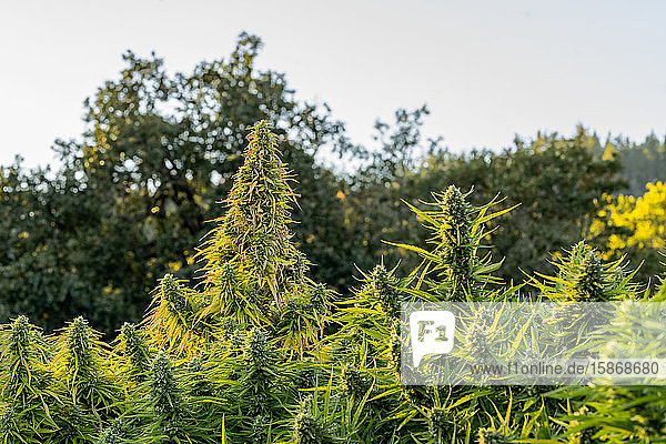 Marihuanapflanzen im späten Blühstadium; Cave Junction  Oregon  Vereinigte Staaten von Amerika