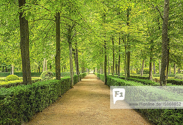 Mit Hecken und Bäumen gesäumter Weg in einem üppig angelegten Garten und Park; Aranjuez  Madrid  Spanien