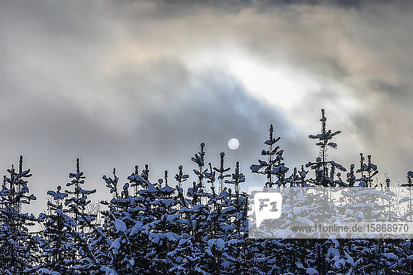 Schnee bedeckt die Wipfel der Nadelbäume und die Wolken verdecken den Vollmond; British Columbia  Kanada