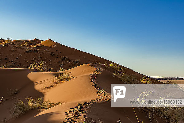 Silhouettierter Tourist steht auf dem Gipfel einer Sanddüne  Elim-Düne  Namib-Wüste; Sesriem  Namibia