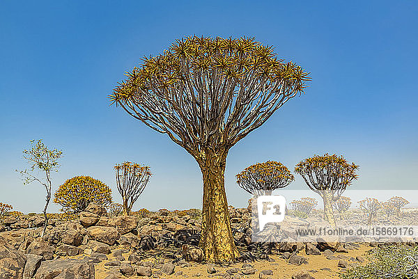 Köcherbäume (Aloidendron dichotomum) im Köcherbaumwald  Gariganus-Farm  nahe Keetmanshoop; Namibia