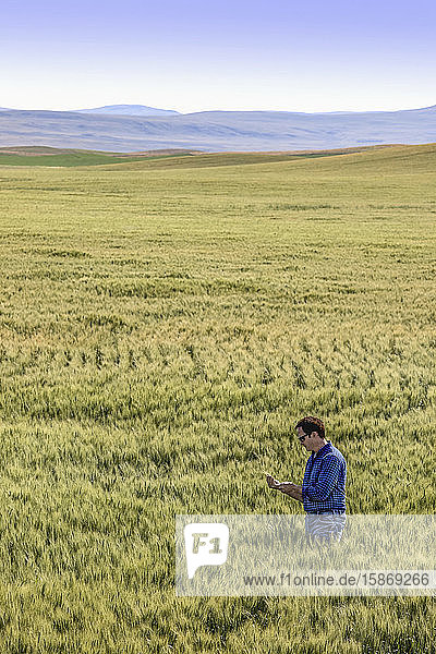 Farmer standing in a wheat field inspecting the yield; Alberta  Canada