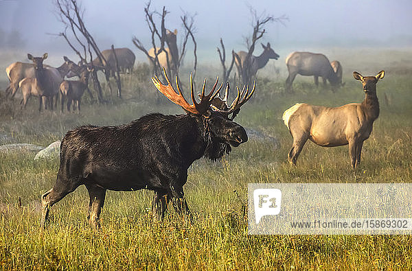 Elchbulle (Alces alces) und Elchkuh (Cervus canadensis) stehen mit einer Herde in einem nebligen Feld; Fort Collins  Colorado  Vereinigte Staaten von Amerika