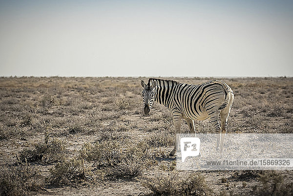 Steppenzebra (Equus quagga)  Etosha-Nationalpark; Namibia