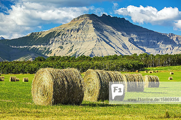 Close-up of hay bales in a green field with mountains  blue sky and clouds in the background  North of Waterton; Alberta  Canada