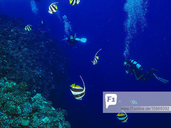 Scuba divers swim through Pennant Butterflyfish (Heniochus diphreutes) feeding on zooplankton off the backwall of Molokini Crater near Maui Island; Molokini Crater  Maui  Hawaii  United States of America