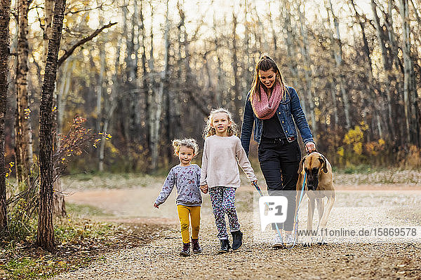 A young mom and her daughters walking their Great Dane in a park on a warm autumn evening; Edmonton  Alberta  Canada