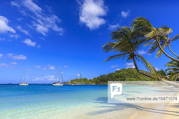Atemberaubende Saltwhistle Bay  Yachten  weißer Sandstrand  blaues Meer  überhängende Palmen  Mayreau  Grenadinen  St. Vincent und die Grenadinen  Inseln über dem Winde  Westindische Inseln  Karibik  Mittelamerika