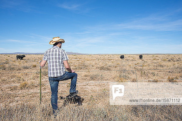 A man surveys cows roaming on ranchland in southern New Mexico  United States of America  North America