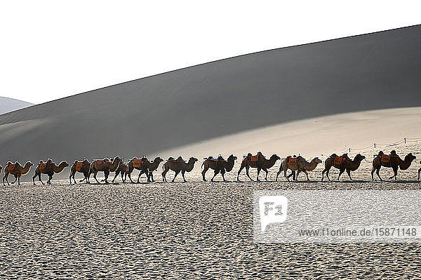 Kamele werden am späten Nachmittag durch die Singenden Sanddünen zurückgeführt  Dunhuang  Gansu  China  Asien