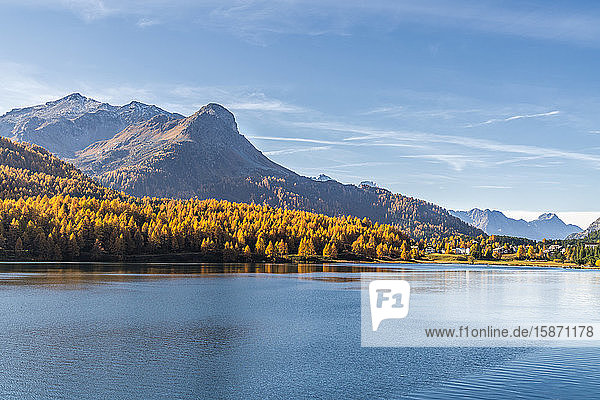 Larch trees on shores of Lake Sils in autumn with Maloja village in background Upper Engadine canton of Graubunden Switzerland Europe