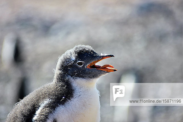 Antarktischer Eselspinguin hechelt aufgrund der sommerlichen Hitzewelle  Antarktis  Polarregionen