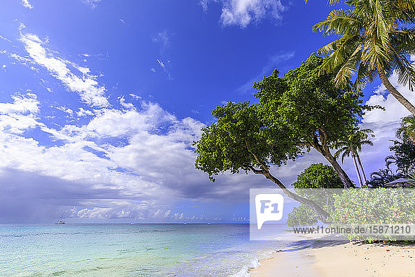 Paynes Bay  überhängende Bäume  feiner rosa Sandstrand  türkisfarbenes Meer  schöne Westküste  Barbados  Inseln über dem Winde  Westindische Inseln  Karibik  Mittelamerika