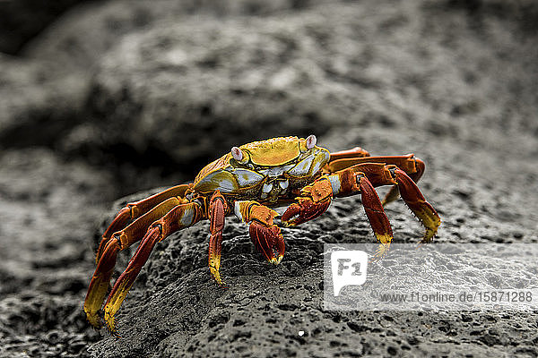 Fiddler Crab an einem felsigen Strand  Insel Isabela  Galapagos  Ecuador  Südamerika