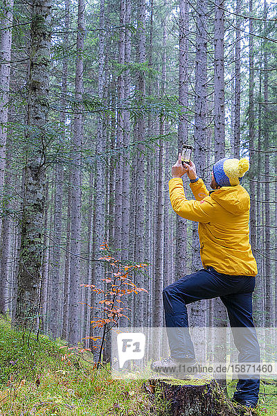 Man photographing trees with mobile phone Somadida Reserve Dolomites Auronzo di Cadore Veneto Italy Europe