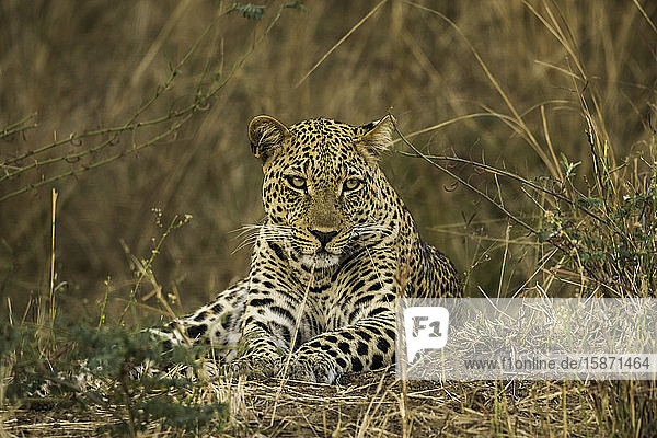 Camouflaged Leopard rests in brush and tall grass  South Luangwa National Park  Zambia  Africa