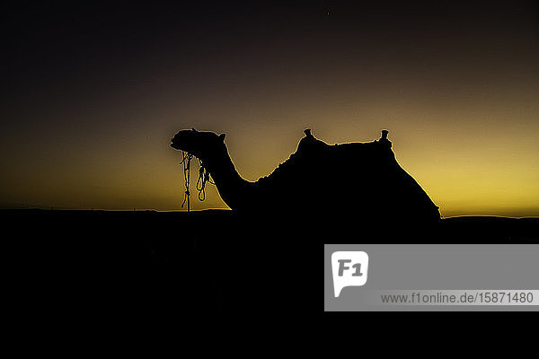 Silhouette eines Kamels in der Wüste  Kairo  Ägypten  Nordafrika  Afrika