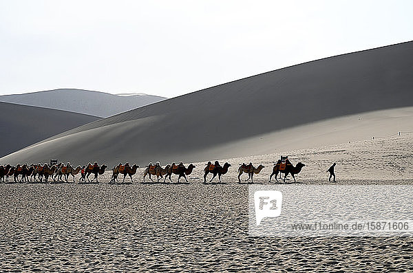 Kamele  die durch die Singenden Sanddünen zurückgeführt werden  Dunhuang  nordwestliche Provinz Gansu  China  Asien