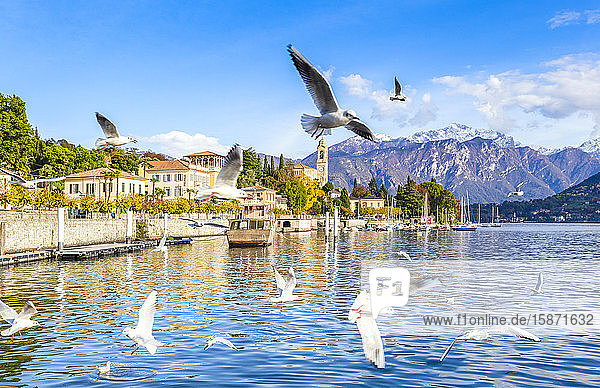 Seagulls fly over the water of the lake with the village of Tremezzo in the background Lake Como Lombardy Italian Lakes Italy Europe