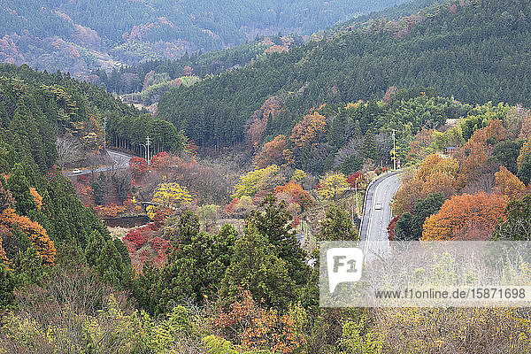 Autos fahren durch herbstliche Bäume  Magome  Präfektur Gifu  Honshu  Japan  Asien