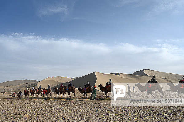 Tourists on camels being led through the Singing Sand Dunes in Dunhuang  Northwest Gansu province  China  Asia