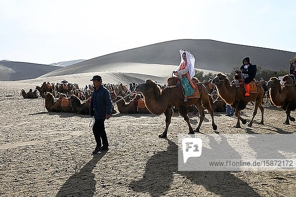 Touristen auf Kamelen werden in die Singenden Sanddünen in Dunhuang  Nordwestprovinz Gansu  China  Asien  geführt