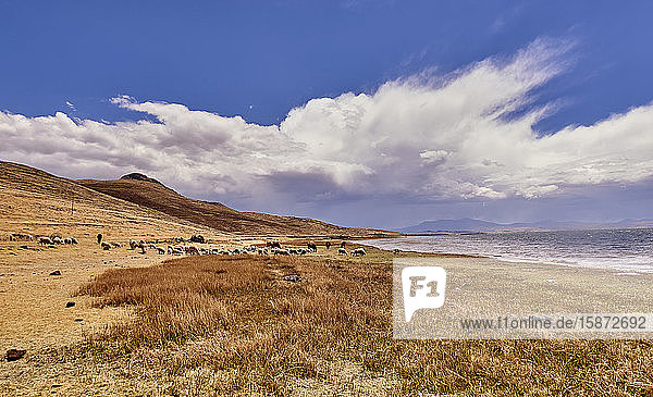 Peru  Sillustani  Blick auf eine trockene Landschaft