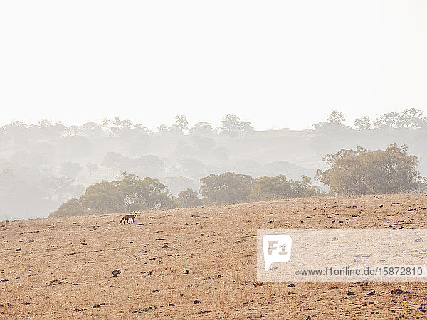 Fox in dry field