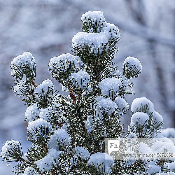Snow on pine branches
