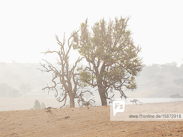 Kangaroos in dry field