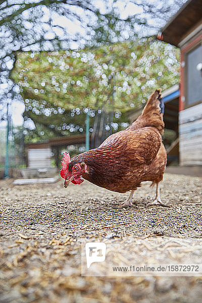 Picken von Hühnern auf dem Bauernhof