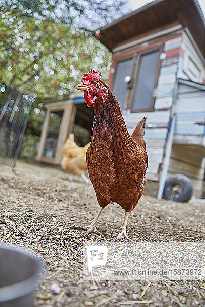 Braunes Huhn auf dem Bauernhof