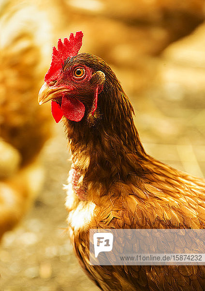 Brown rooster